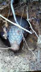 Cabassous unicinctus