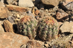 Thelocactus bicolor schwarzii