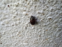 Chrysolina polita