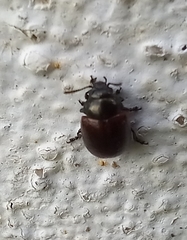 Chrysolina polita