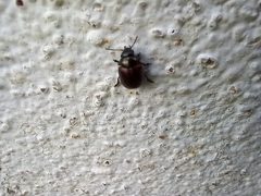 Chrysolina polita