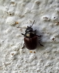 Chrysolina polita