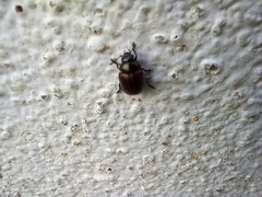 Chrysolina polita