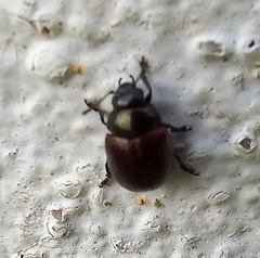 Chrysolina polita