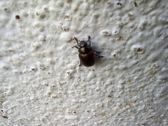 Chrysolina polita