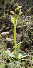 Ophrys bombyliflora