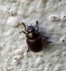 Chrysolina polita