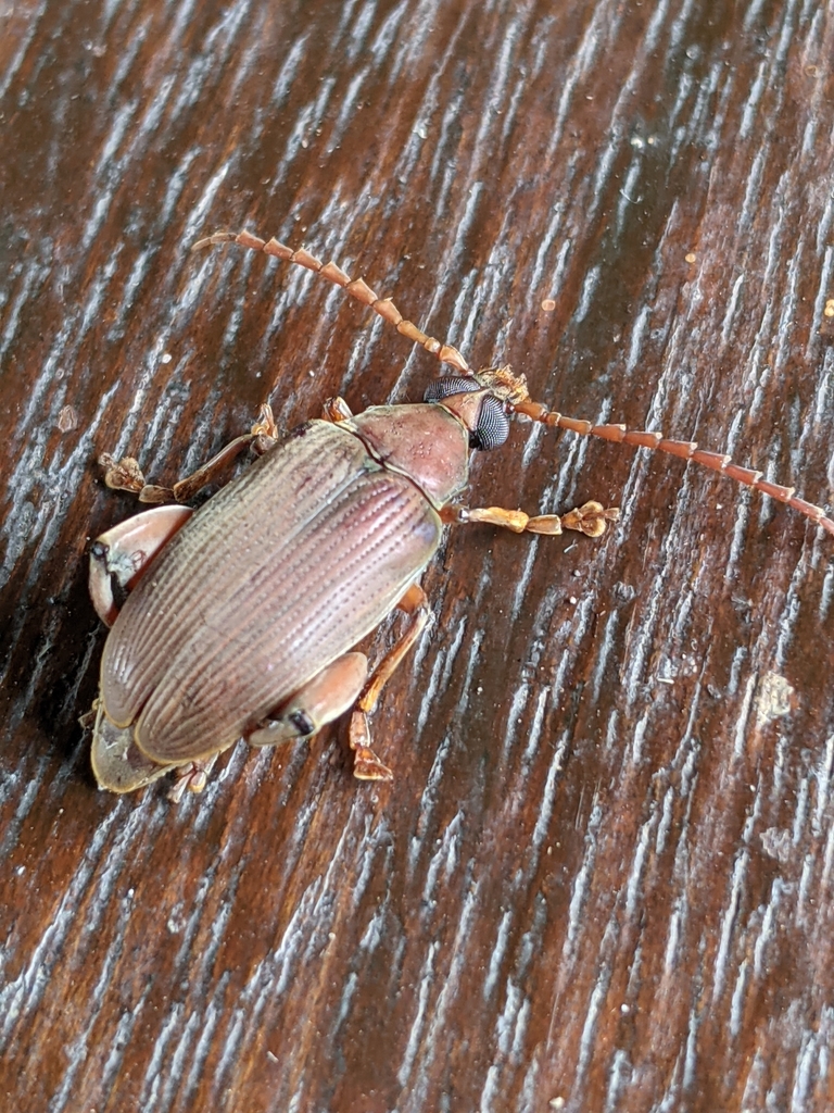 Speciomerus giganteus