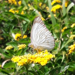 Ascia monuste orseis