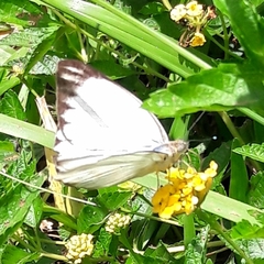 Ascia monuste orseis