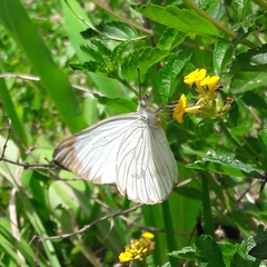 Ascia monuste orseis