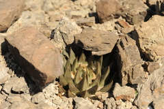 Ariocarpus trigonus