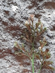 Asplenium ruta-muraria