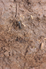 Odontoponera transversa