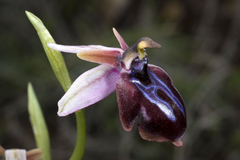 Ophrys sphegodes spruneri