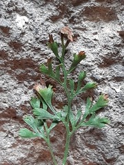Asplenium ruta-muraria
