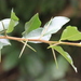 Maclura cochinchinensis - Photo no hay derechos reservados, subido por Agnes Trekker