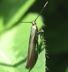 Coleophora paripennella