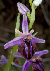 Ophrys sphegodes spruneri