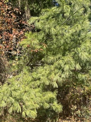 Pinus