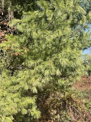 Pinus