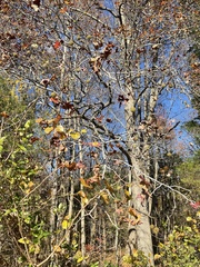 Liquidambar styraciflua