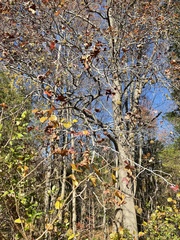 Liquidambar styraciflua