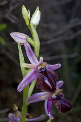 Ophrys sphegodes spruneri