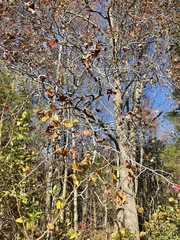 Liquidambar styraciflua