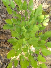 Notobubon galbanum