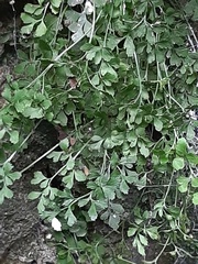 Asplenium ruta-muraria