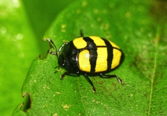 Iphiclus tricinctus