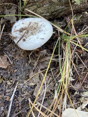 Russula perlactea