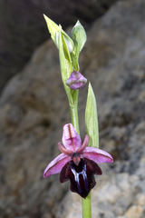 Ophrys sphegodes spruneri