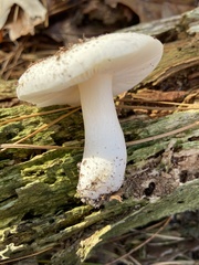 Russula perlactea