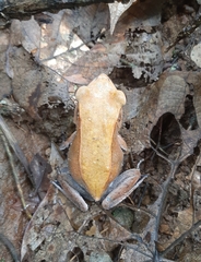 Clinotarsus curtipes