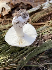 Russula perlactea