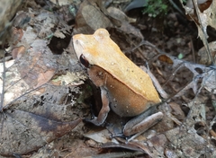 Clinotarsus curtipes