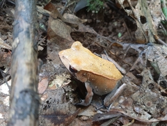 Clinotarsus curtipes