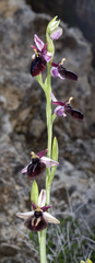 Ophrys sphegodes spruneri