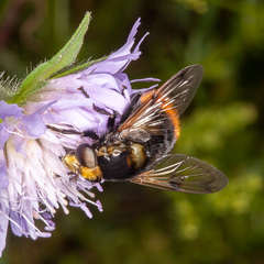 Volucella bombylans