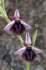 Ophrys sphegodes spruneri