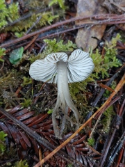 Mycena quiniaultensis