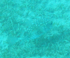 Cyclichthys spilostylus