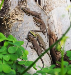 Lacerta diplochondrodes cariensis
