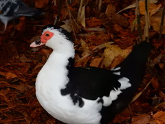 Cairina moschata domestica