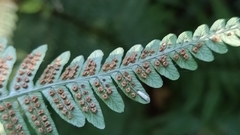Dryopteris affinis