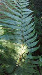 Dryopteris affinis