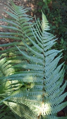 Dryopteris affinis
