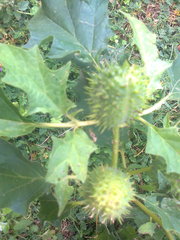Datura stramonium